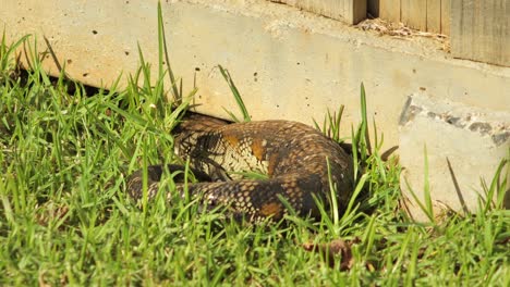 Lagarto-De-Lengua-Azul-Acurrucado-Por-Una-Valla-De-Piedra-En-El-Jardín-Respirando