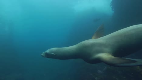 Verspielter-Und-Neugieriger-Seelöwe,-Der-Einen-Vollen-Kreis-Um-Die-Kamera-Macht,-Kalifornien,-Usa