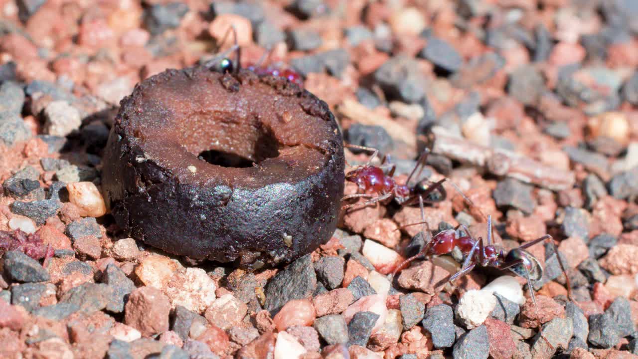 Several large ants gather and interact around a dark olive pellet on sunlit gravel, with close-up camera work highlighting insect behavior and natural textures
