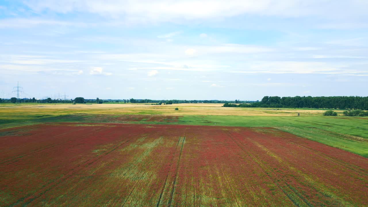 Dramatic aerial top view flight red poppyfield Rural area summer meadow