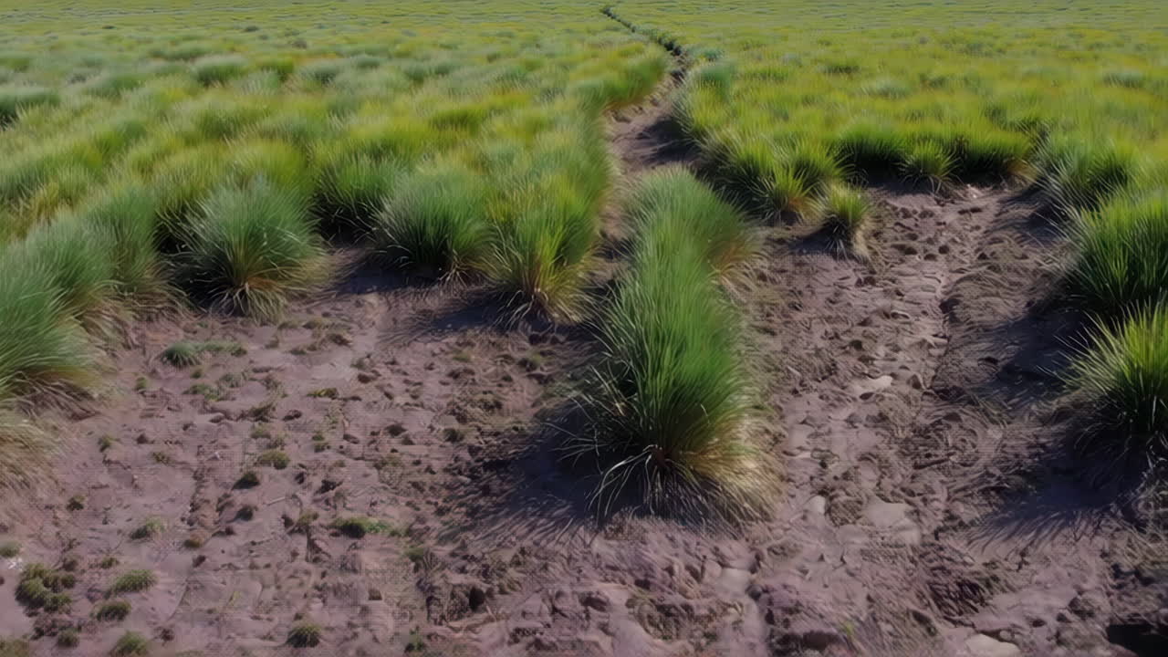Green Grassland with Dirt Path