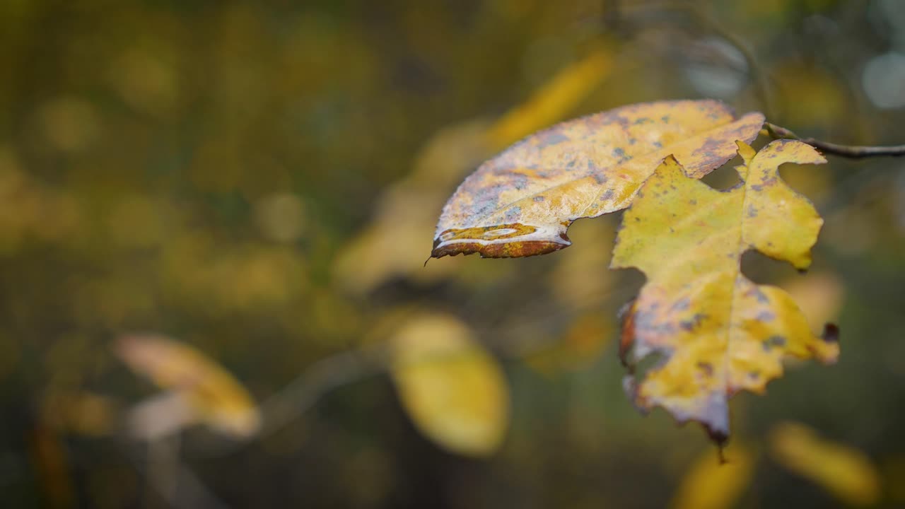 Immerse in the serene beauty of yellow autumn leaves in the Black Forest, Germany. Captured as a close-up shot, this video highlights vivid colors and textures with shallow depth of field