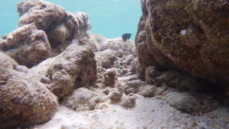 establecida bajo el agua de la flora oceánica y los peces marinos nadando solos pasando entre la formación rocosa en aguas profundas claras 4k metraje en cámara lenta