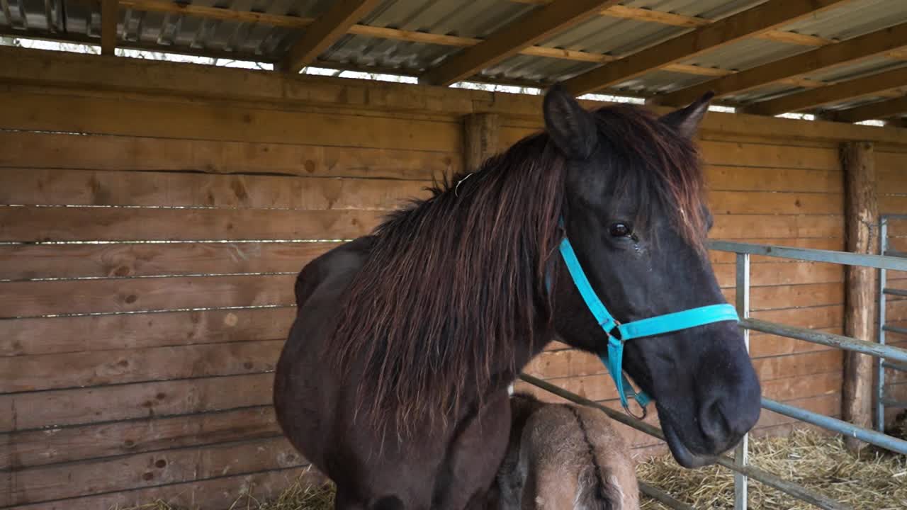 Black horse wearing a blue halter inside a wooden stable