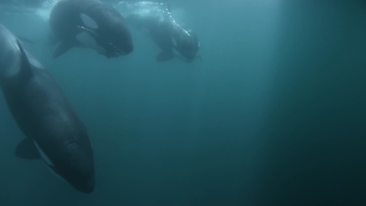 orcas nadando cerca de la cámara con el resto de un león marino en la boca a cámara lenta