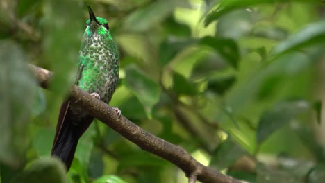 una hermosa hembra de pájaro brillante de corona verde, volando en una rama