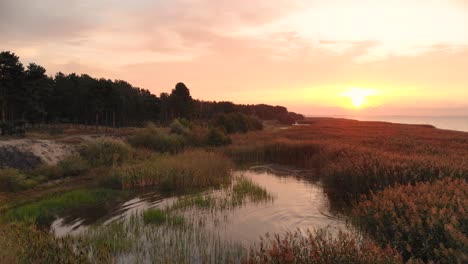 AERIAL:-Slowly-Flying-Backwards-Over-the-Field-of-Reeds-during-Sunset