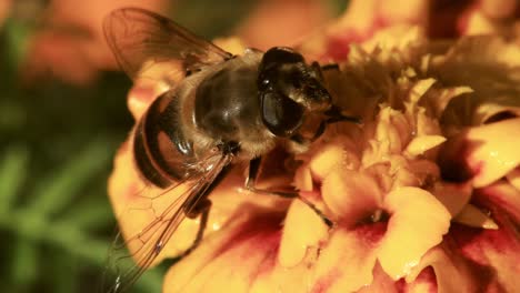 Super-Nahaufnahme-Makroaufnahme-Einer-Wespenbiene-Auf-Einer-Leuchtend-Gelben-Blume,-Die-Sich-In-Einer-Leichten-Brise-Mit-Grüner-Gartenkulisse-Mit-Warmem-Licht-Des-Sonnenuntergangs-Bewegt