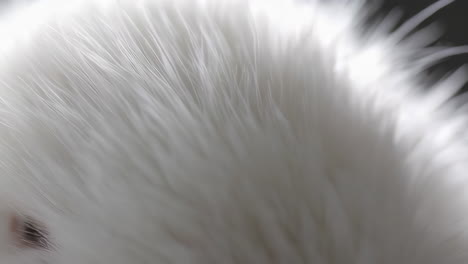 close-up of white animal fur