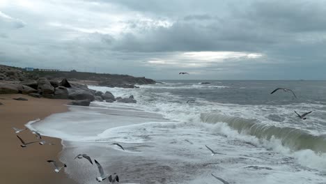 ocean waves breaking on coast, birds flying over open sea porto portugal city