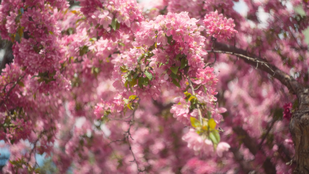 Japanese cherry tree blooming in spring