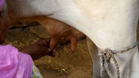 Cerca-De-Una-Mano-De-Mujer-Vaca-Lechera