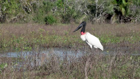 tuiuiú, jabiru, symbol of the pantanal mato grosso do sul, brazil, birds