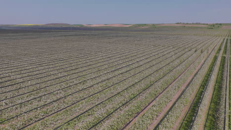 aerial view of a blossoming strawberry field