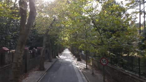 Luftbild-Baum-Straße-Stadtverkehr-1