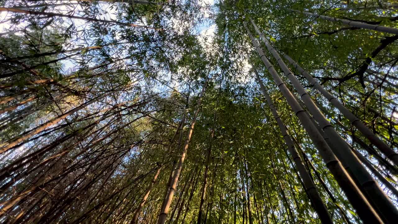 looking into the sky from a bamboo forest in winston salem nc, north carolina