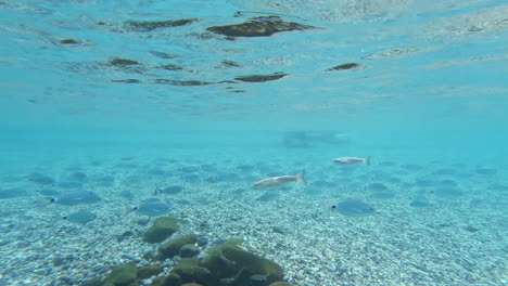 Underwater-inhabitants-of-the-sea