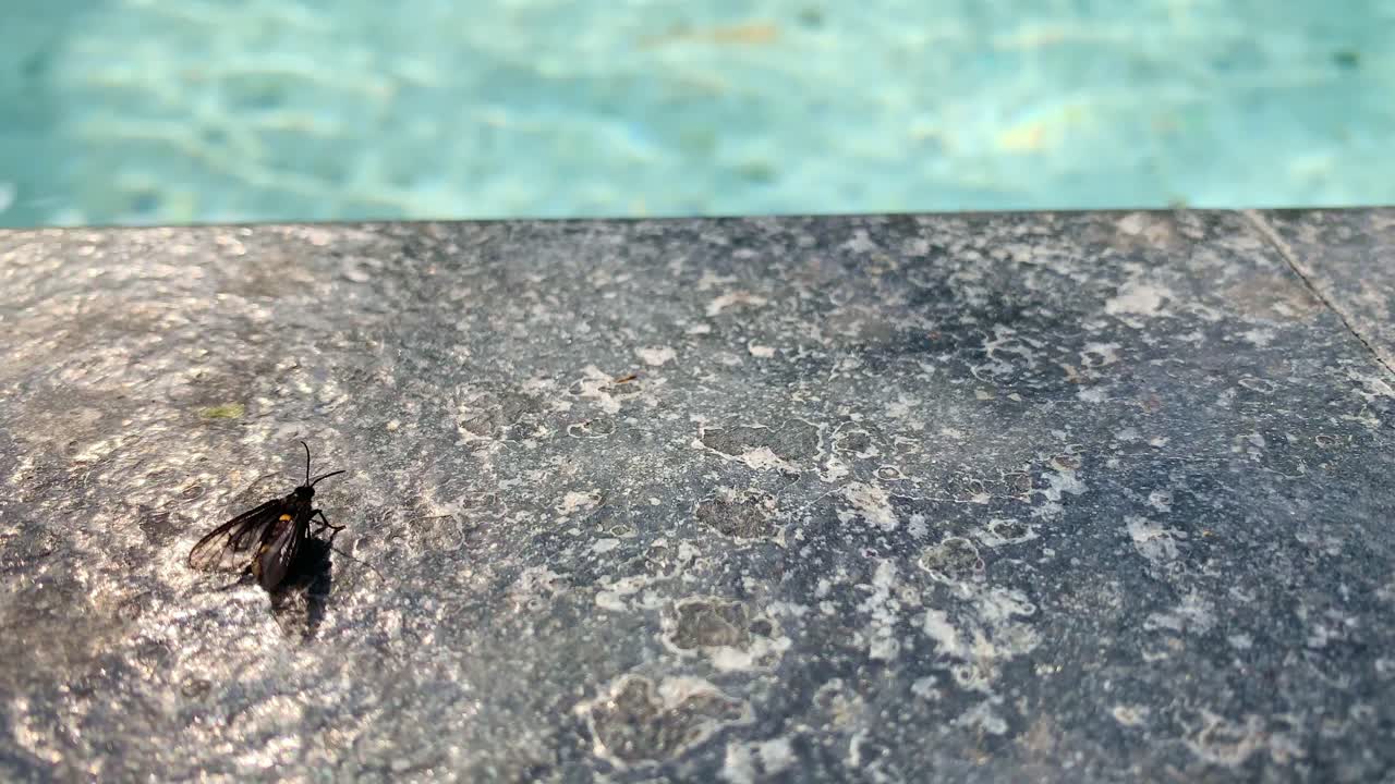 una gran mosca negra al borde de la piscina con alas revoloteando en la brisa