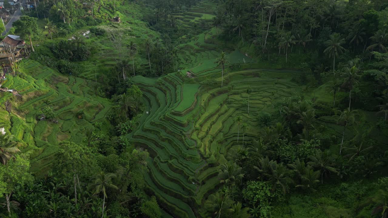 vistas del paisaje a través de la terraza de arroz de tegalalang en bali justo después del amanecer, aérea