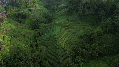 Landscape-views-across-Tegalalang-Rice-Terrace-in-Bali-just-after-sunrise,-aerial