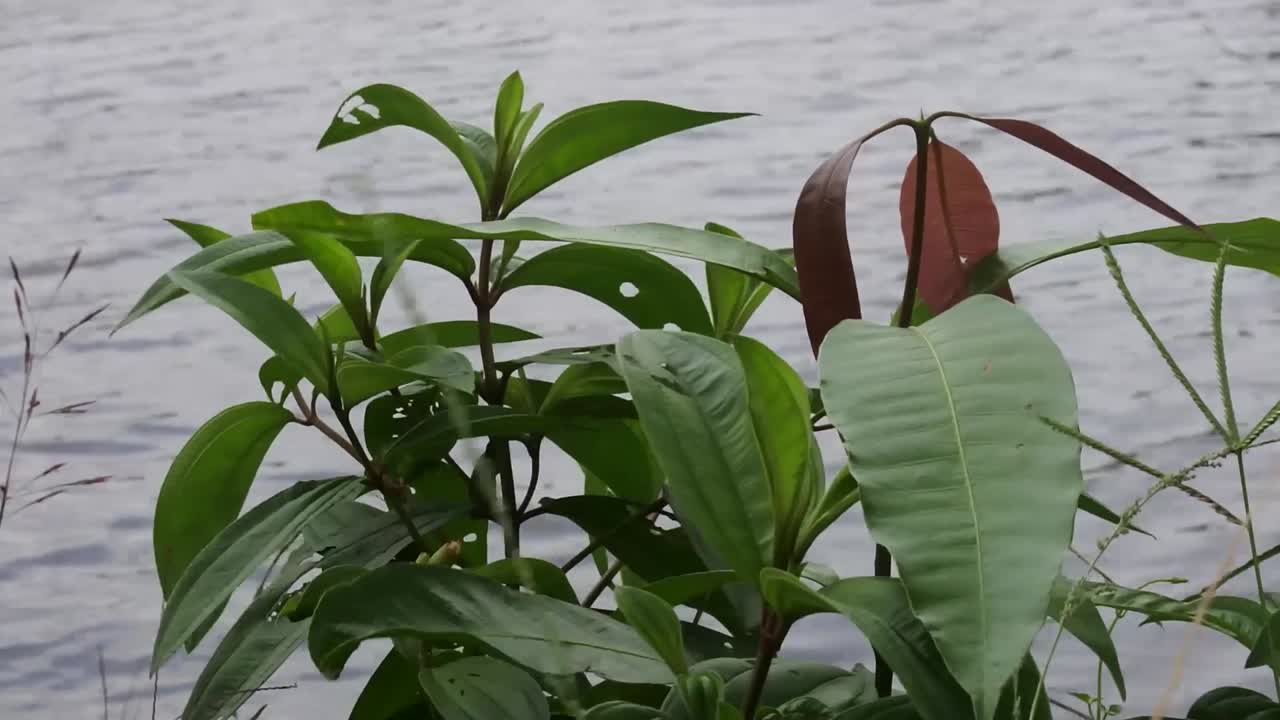 hojas verdes en los arbustos moviéndose por suaves vueltas, video hd