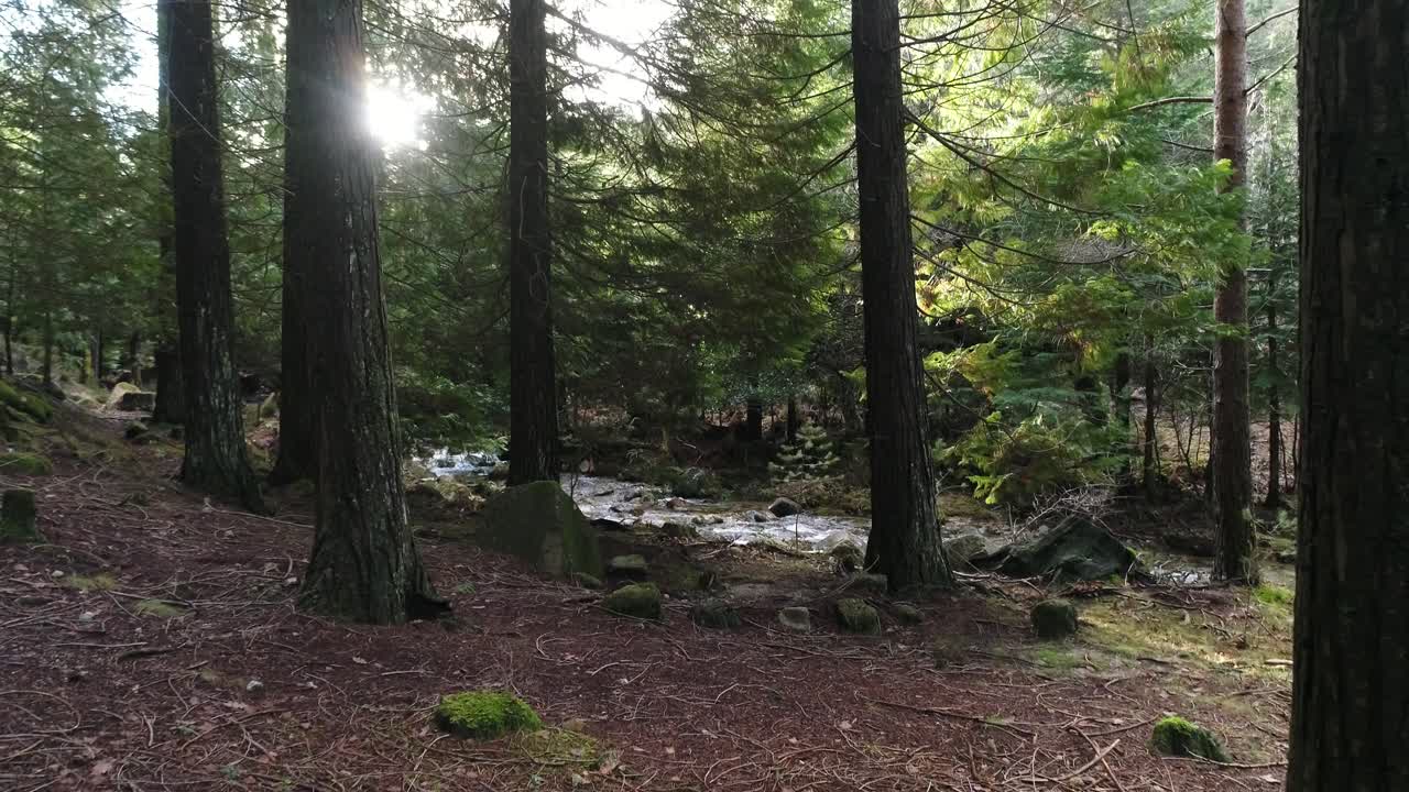 río salvaje en el bosque de montaña