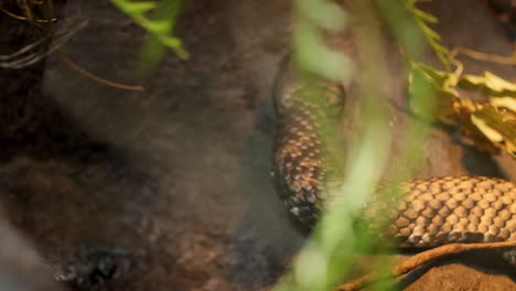 a snake slithers through its zoo enclosure