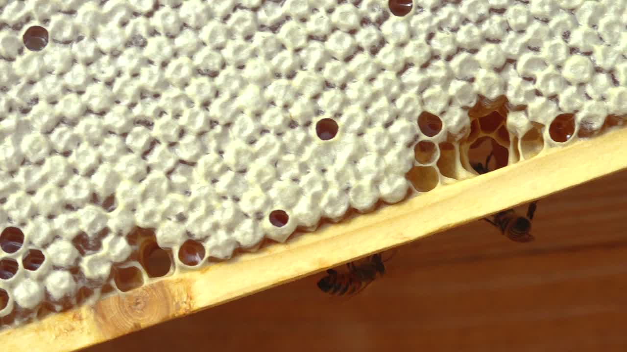una colmena con miel