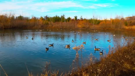 Landschaft-Mit-Kanadagänsen,-Die-Im-Teich-Schwimmen.-Statisch