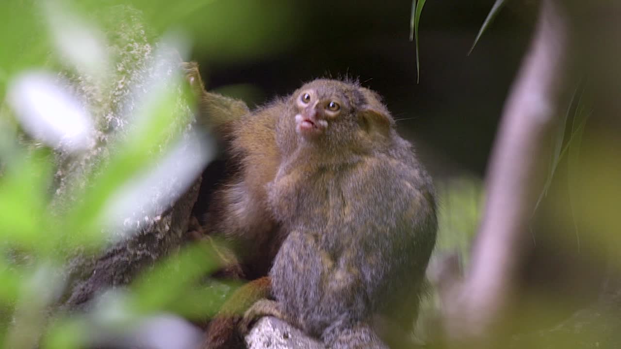 Un paio di scimmie uistitì o zaris che si puliscono a vicenda, riprese attraverso alcune piante nella foresta