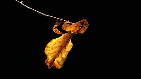 Javanese-Leaf-Insect,-Phyllium-pulchrifolium,-Female,-Yellow-Form,-4K-Footage