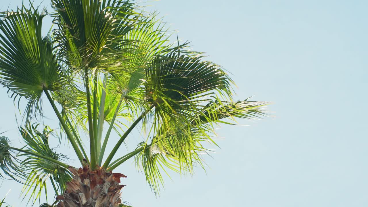 palmera de fuente de hojas redondas con un fondo de cielo azul, primer plano estático en cámara lenta
