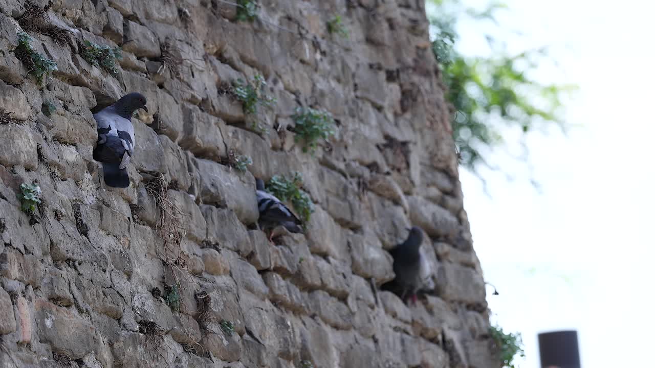 palomas interactuando en una histórica pared de piedra