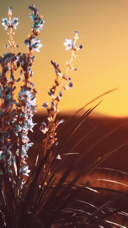 sunset over the desert with blooming yucca plants