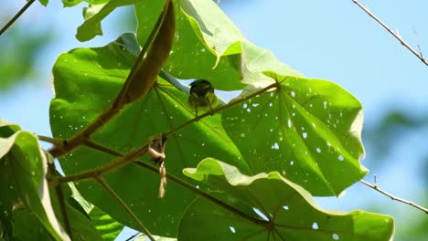 Visto-Posado-Sobre-Una-Ramita-Bajo-Hojas-Anchas-Durante-Un-Caluroso-Día-De-Verano-Preeing,-Pájaro-Sol-De-Garganta-Marrón-Anthreptes-Malacensis,-Tailandia