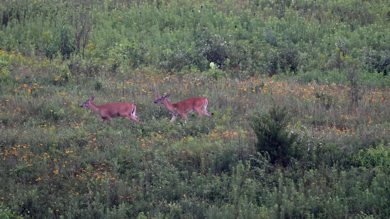 Two yearling white tailed deer in a field with flowers in the late evening light