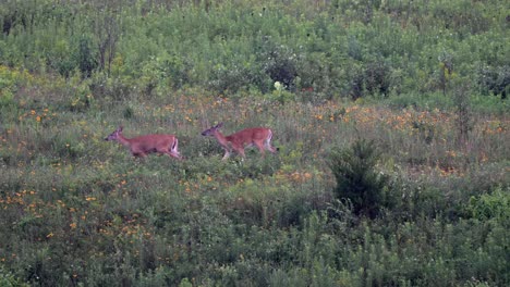 Two-yearling-white-tailed-deer-in-a-field-with-flowers-in-the-late-evening-light