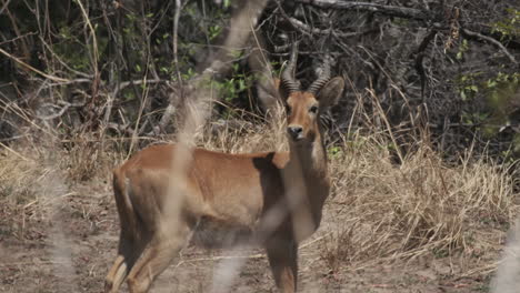 lone puku antelope standing over savannah in africa