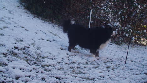 wide shot of a black dog barking at the fence