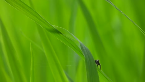 Araña-En-Arroz-De-Hierba-Verde