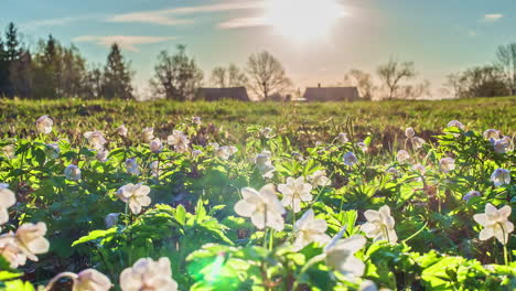 Spring-wildflowers-growing-in-the-countryside---cloudscape-sunrise-time-lapse