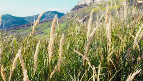 pristine natural landscape with plants for connection with religion and nature