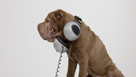 shar pei dog puppy wearing headphones with white background