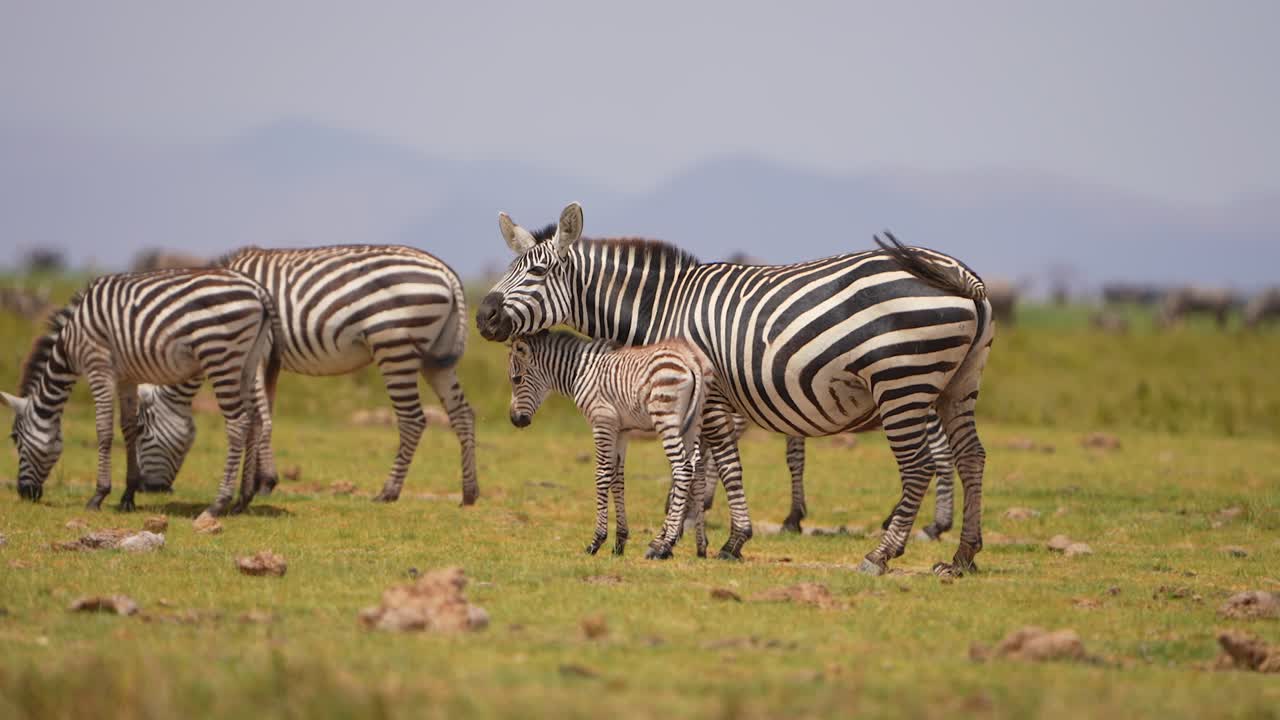 Scena naturalistica: zebre che pascolano nell'ecosistema della savana