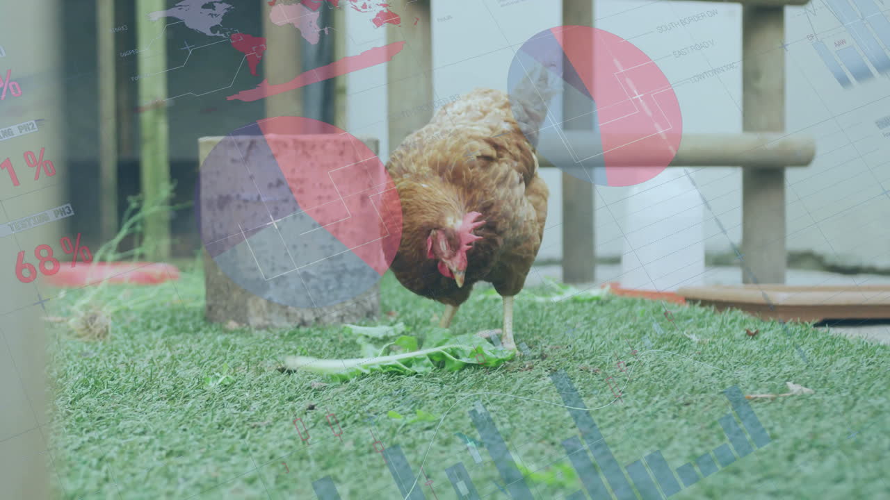 Pecking grass, chicken with animated data visualization overlay in field setting
