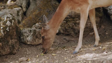 Una-Gamo-Hembra-Está-Comiendo-Del-Suelo-En-Un-Bosque-En-El-Medio-De-Italia