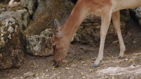 una gamo hembra está comiendo del suelo en un bosque en el medio de italia