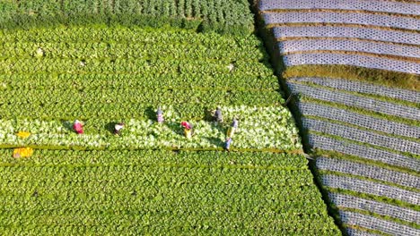 Daily-life-of-farmers-working-mustard-plantation