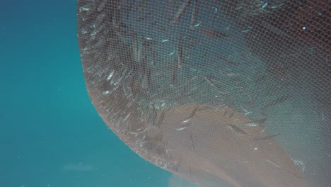A-beautiful-shot-under-the-sea,-on-a-fishing-net
