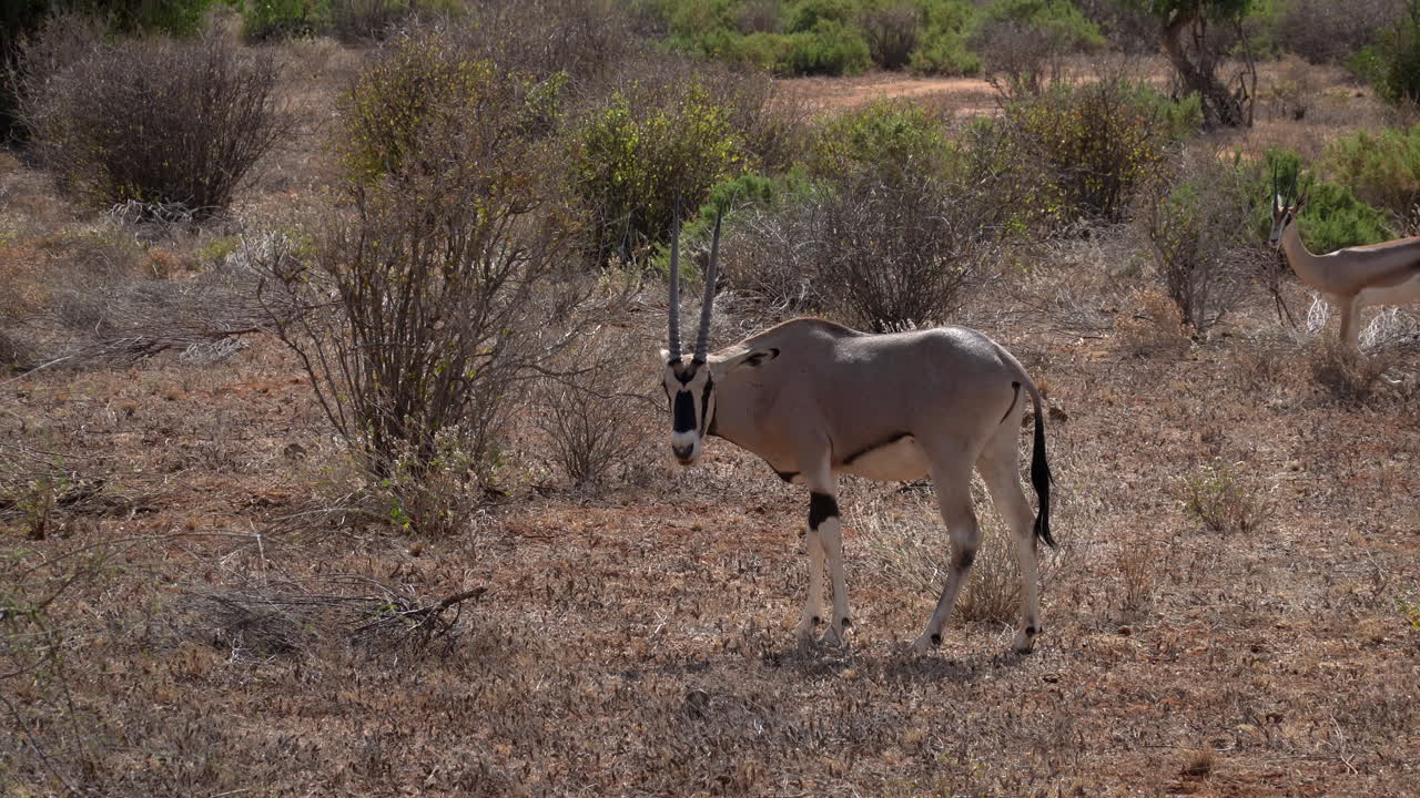 케냐의 국립공원에 있는 gemsbok oryx gazella